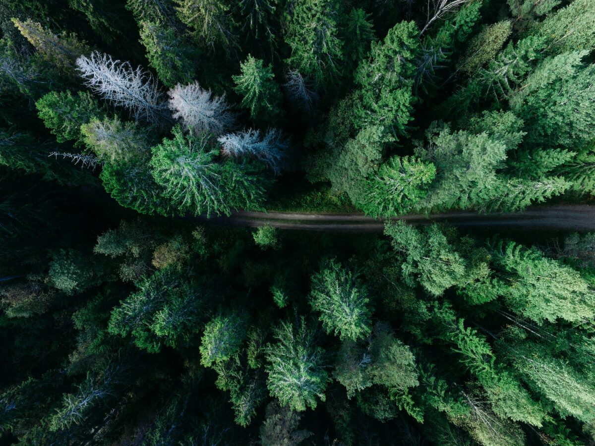 Aerial photo of conifer trees