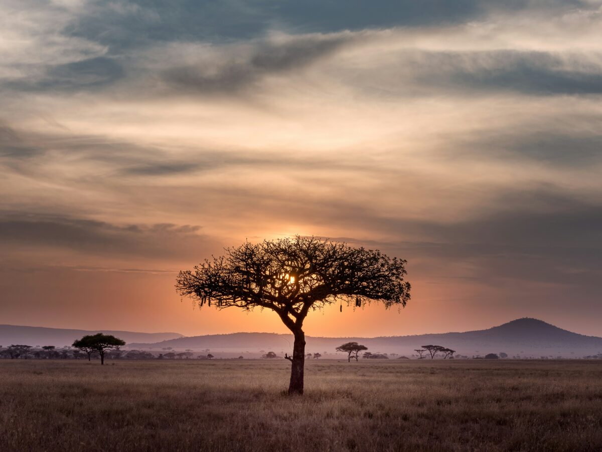 Silhouette of tree in Serengeti