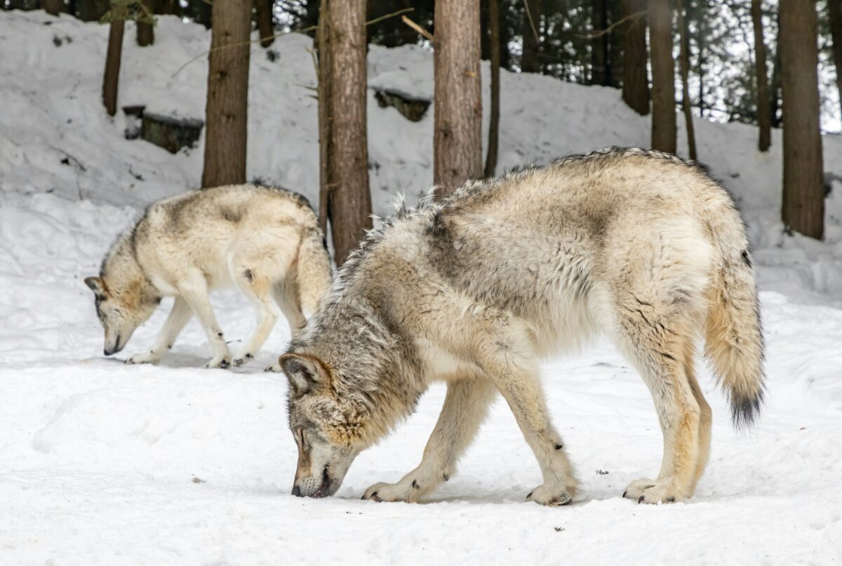 Grey wolves in snow