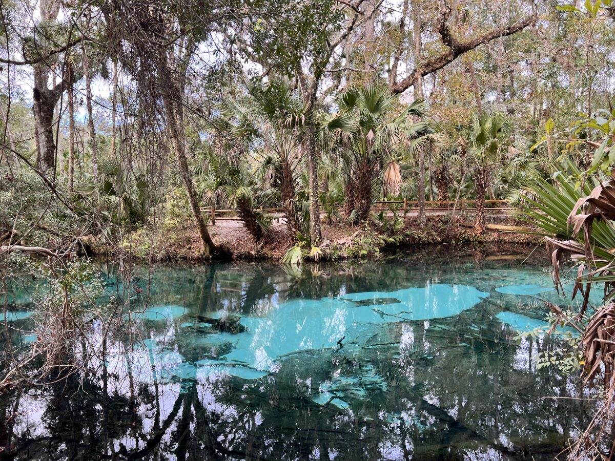 Freshwater spring surrounded by tropical vegetation.