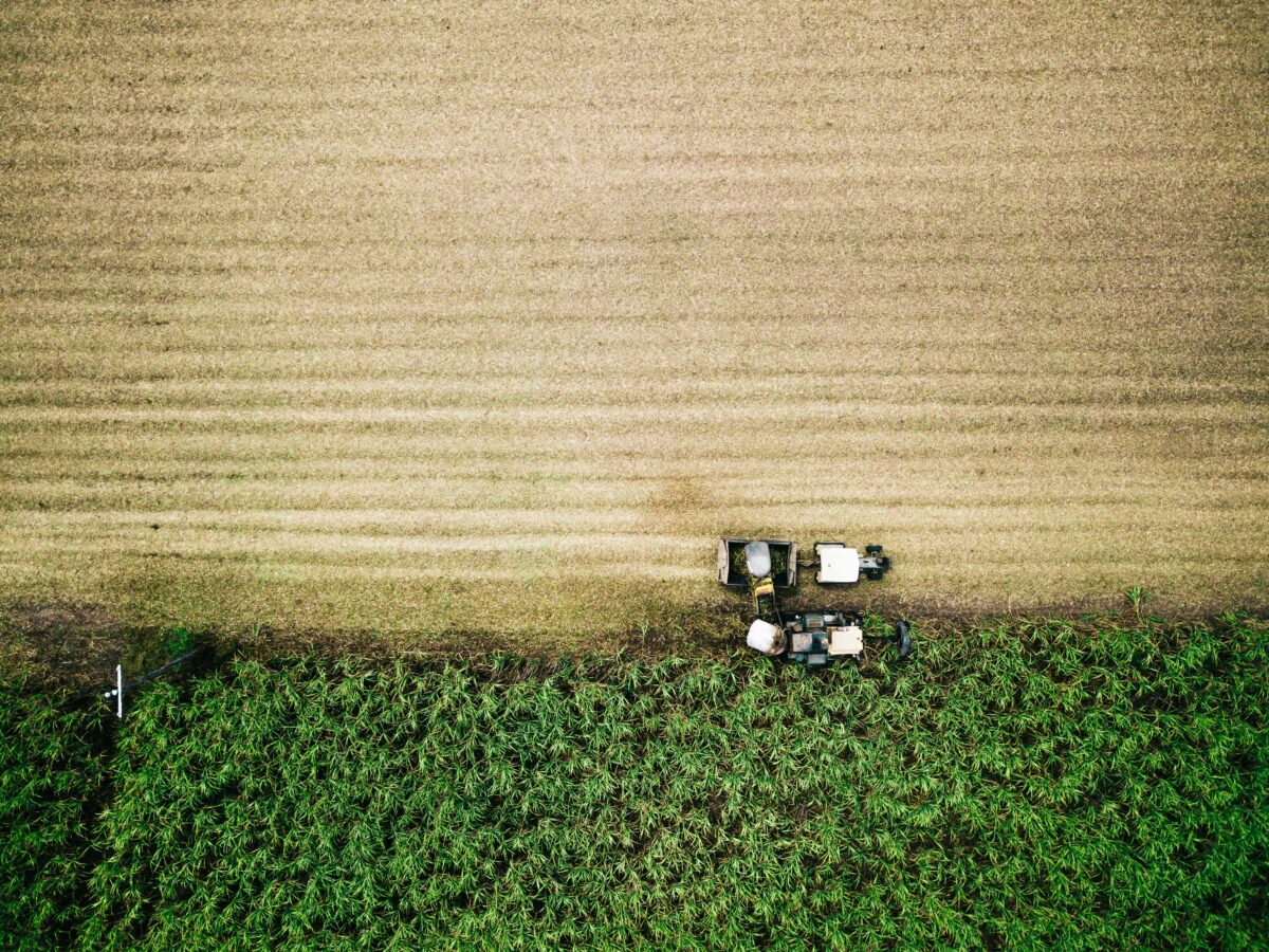 aerial image of sugarcane harvest.